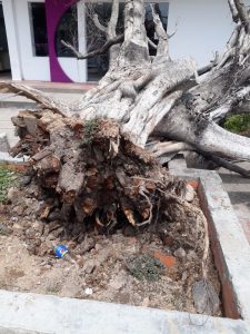 Este es uno de los pocos árboles de higuito que quedaban en la avenida principal de Fonseca.