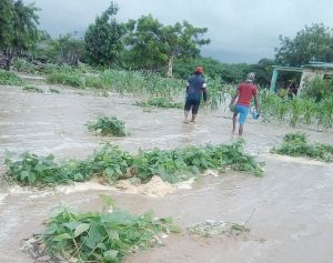 Pequeños sembrados de frijol y maíz fueron inundados y en muchos casos arrasados por los fuertes aguaceros que han caído en el corregimiento de Nazareth, Alta Guajira, municipio de Uribia.