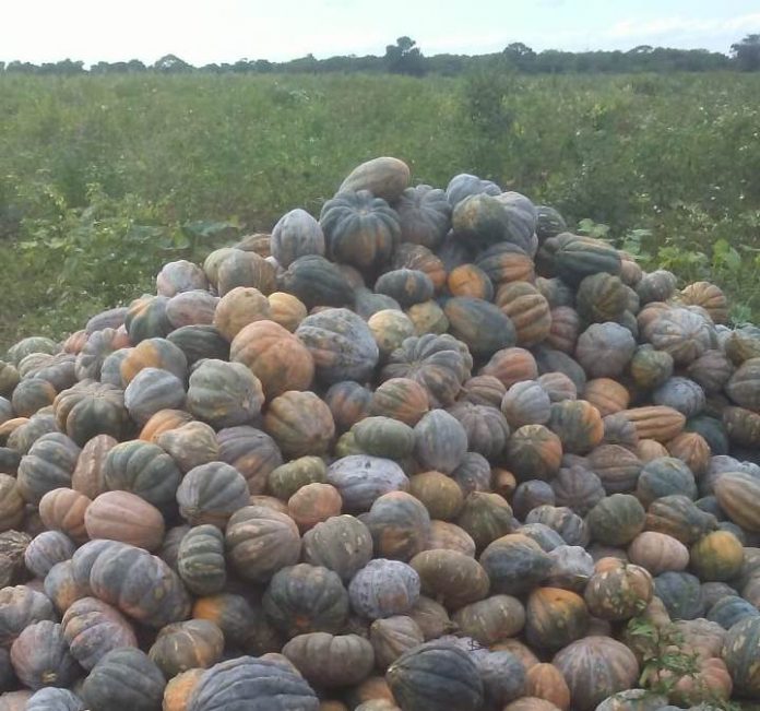 La auyama se encuentra a muy bajos precios en el mercado de Maicao.