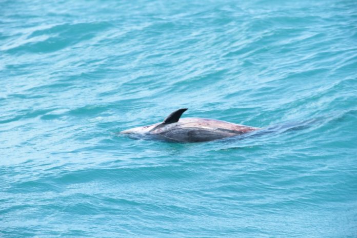 El pequeño delfín fue llevado al fondo del mar para que continúe el ciclo natural de descomposición en el mismo medio marino.