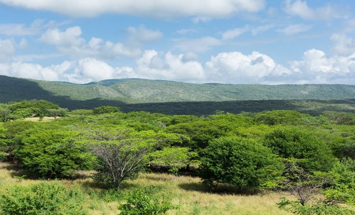 La multinacional Cerrejón dio a conocer que tiene más de 18.000 hectáreas de bosque, un logro obtenido gracias a la implementación de medidas responsables para la protección de los bosques, así como de procesos de restauración.