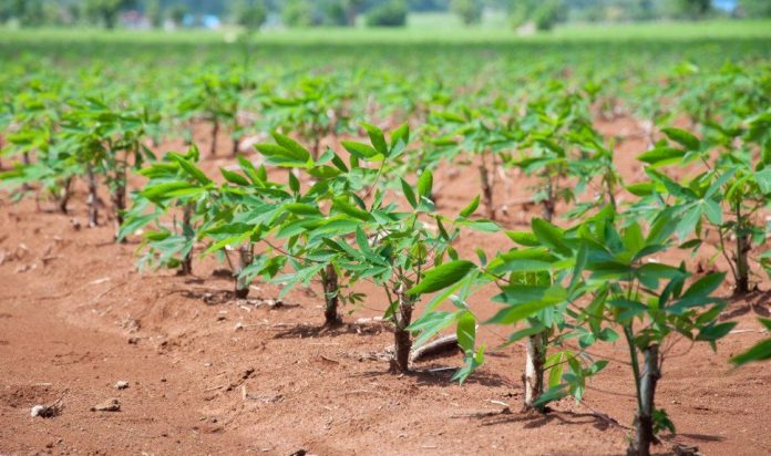 La siembra de yuca es una alternativa importante para los agricultores de Carraipía que aspiran hacer una cosecha importante teniendo en cuenta de las lluvias que por estos días caen desde los cielos guajiros.