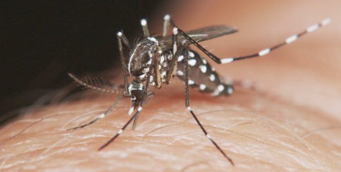 El mosquito que trasmite el dengue continúa haciendo estragos en La Guajira.