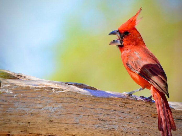 En diferentes sitios de La Guajira habrá avistamiento de aves.