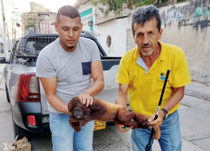 Funcionarios de CorpoGuajira se encargaron de recibir el mono y llevarlo a las dependencias de la entidad en el municipio de Dibulla.