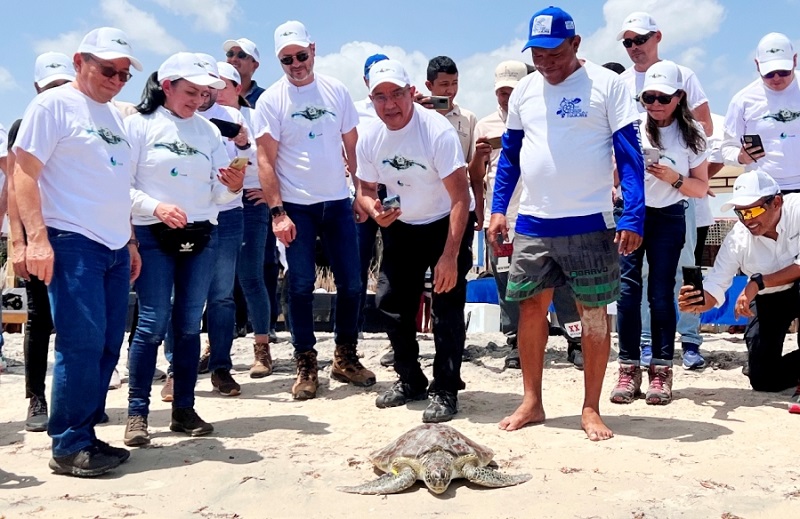 Muchas han sido las tortugas que se han liberado a lo ancho de La Guajira, en esta oportunidad CorpoGuajira con el apoyo de una empresa colombiana, liberaron individuos caguamas Caretta caretta, que oscilaban entre los seis y siete meses de edad. 
