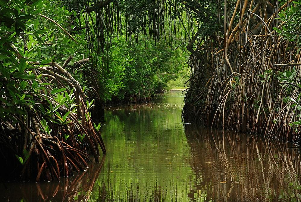 Multinacional Cerrejón, pretende restaurar 56 hectáreas con tres especies de mangles nativos en Punta Gallinas, Bahía Hondita y Pusheo en la Alta Guajira.