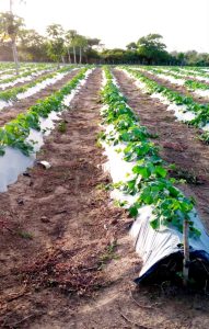 Proceso tecnificado de cultivos en Annamana despensa agricola de Maicao