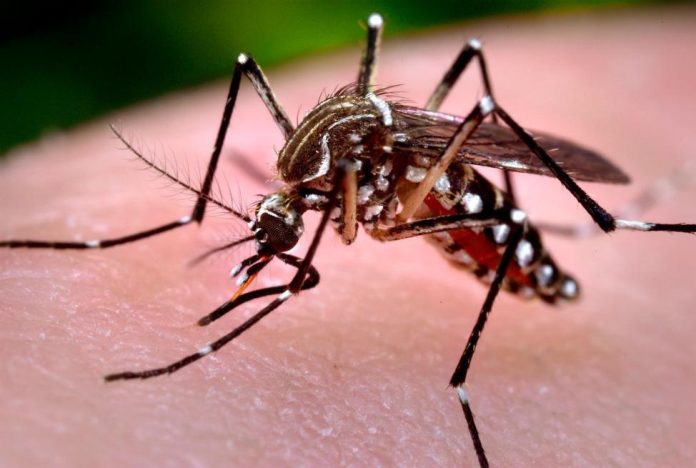Este es el mosquito Aedes aegypti, trasmisor del Dengue.