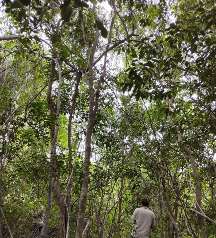 La planta denominada Helietta hirsuta, fue descubierta en La Guajira por investigadores de la universidad del Atlántico y empleados de Cerrejón.