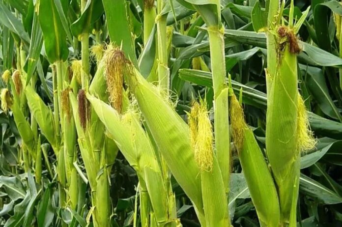 Cultivo del maíz es un alimento que se consume mucho en el país.