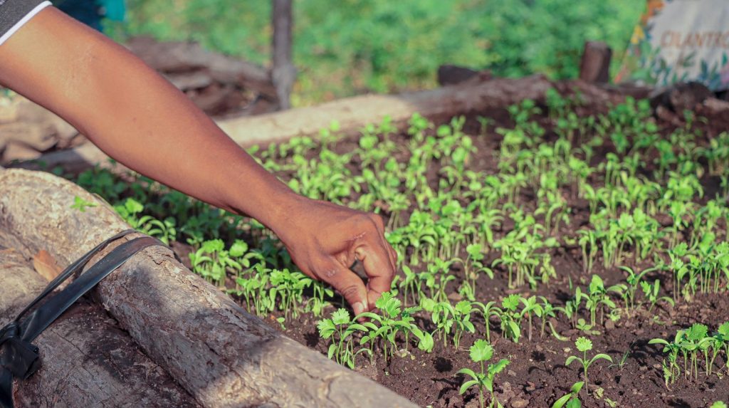 Las diferentes plantas están sembrando en las estribaciones de la serranía de La Macuira en la Alta Guajira.
